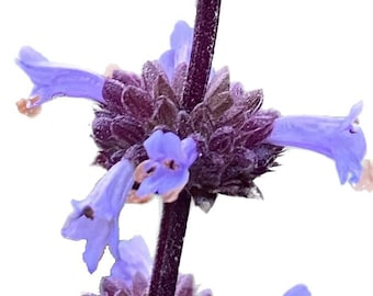 Munz's Sage | Salvia munzii seeds
