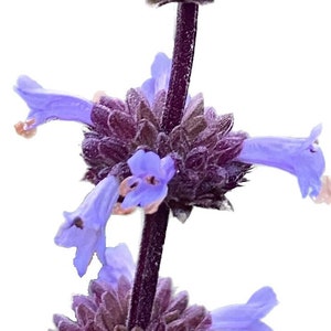 Munz&#39;s Sage | Salvia munzii seeds