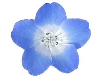 Baby Blue Eyes | Nemophila menziesii seeds