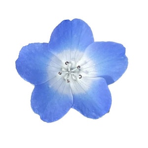 Baby Blue Eyes | Nemophila menziesii seeds