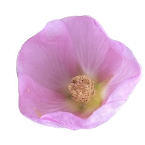 Desert Globemallow | Sphaeralcea ambigua seeds