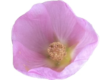 Desert Globemallow | Sphaeralcea ambigua seeds