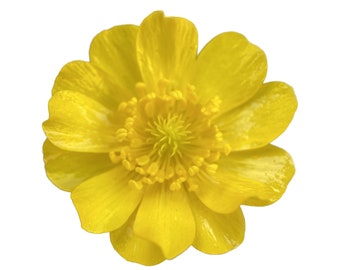 Buttercup | Ranunculus californicus seeds