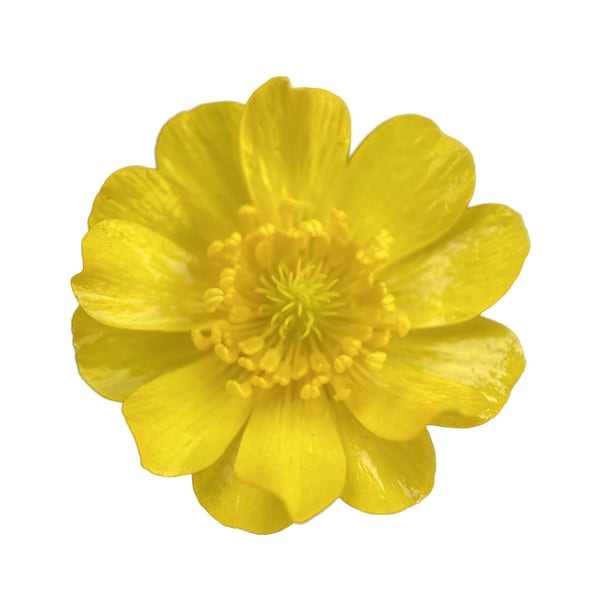 Buttercup | Ranunculus californicus seeds