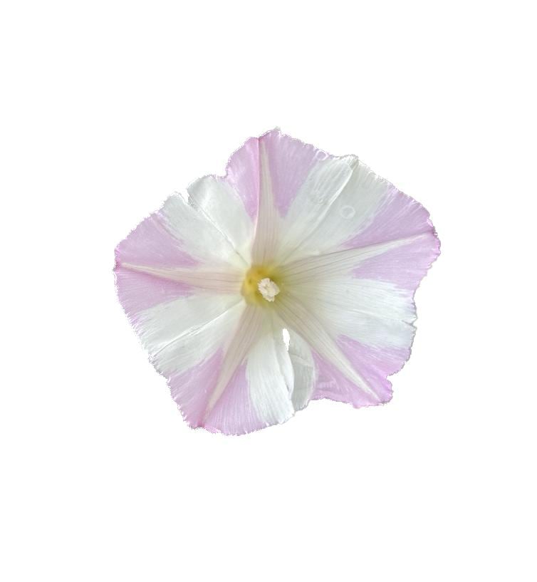 Western Chaparral Morning Glory | Calystegia occidentalis seeds