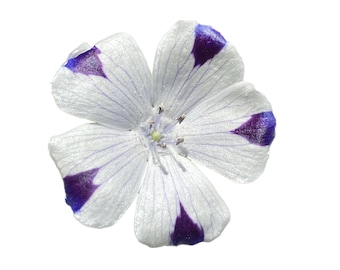 Fivespot | Nemophila maculata seeds