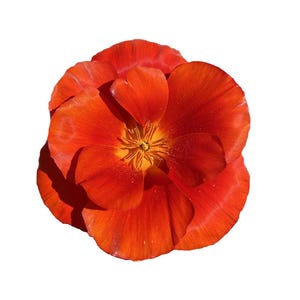 California Poppy &quot;Red Chief&quot; | Eschscholzia californica Seeds