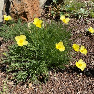 Tufted California Poppy Eschscholzia caespitosa seeds image 2