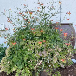 Serpentine Crimson Columbine Aquilegia Eximia seeds image 4