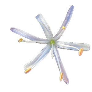 May include: A close-up of a delicate, star-shaped flower with six elongated petals. The petals are a soft lavender color with subtle white stripes and yellow-orange anthers. The center of the flower is a vibrant green.