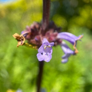 Munz's Sage Salvia munzii seeds image 2