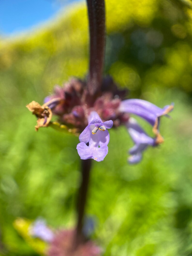 Munz's Sage Salvia munzii seeds image 2