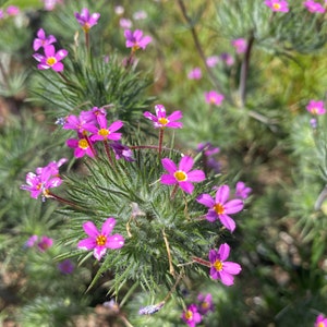 Whisker Brush seeds Leptosiphon ciliatus image 4