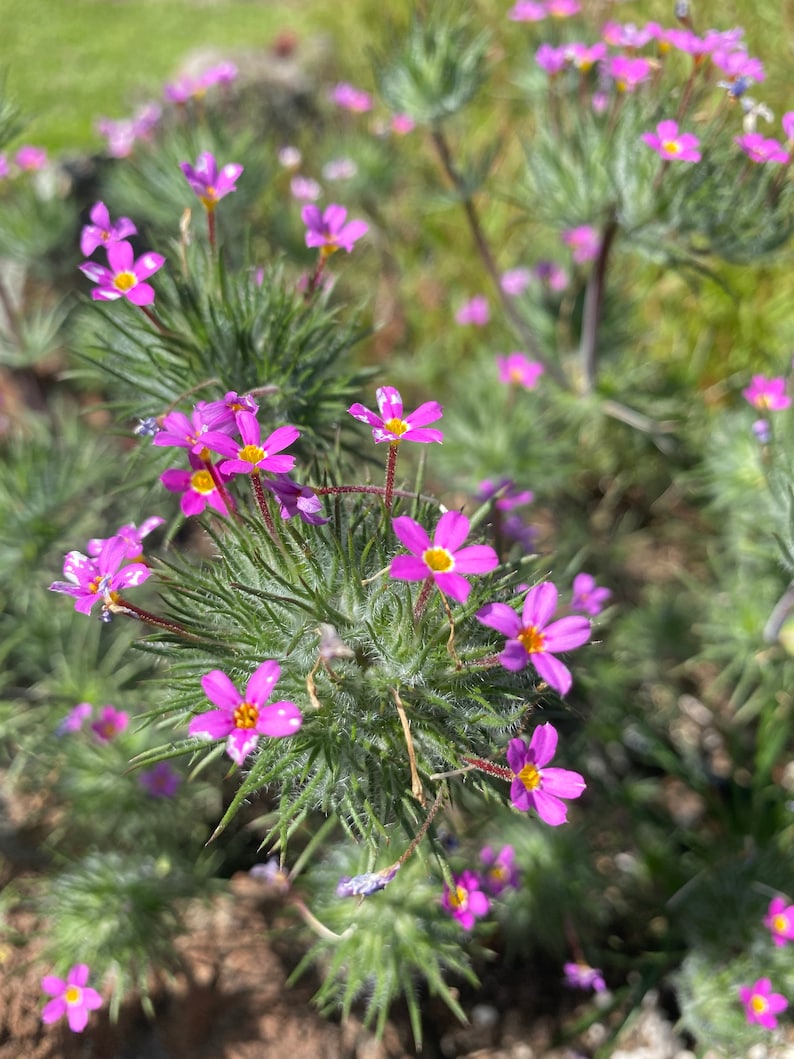 Whisker Brush seeds Leptosiphon ciliatus image 4