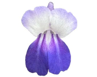 Giant Blue Eyed Mary | Collinsia grandiflora seeds