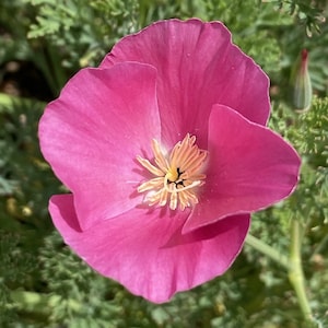 California Poppy "Purple Gleam" | Eschscholzia californica Seeds