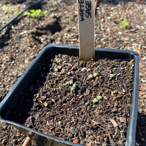 White Sage Salvia apiana seeds image 6