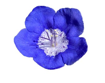 Sticky phacelia | Phacelia viscida seeds