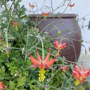 Serpentine Crimson Columbine Aquilegia Eximia seeds image 3