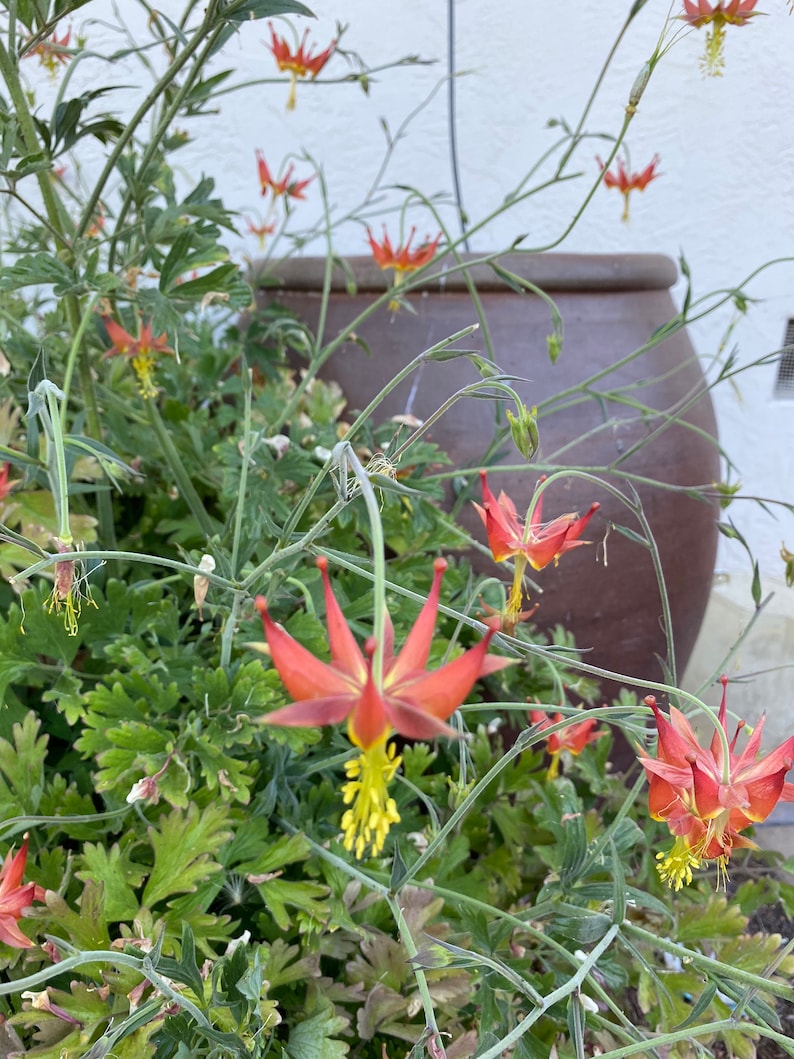 Serpentine Crimson Columbine Aquilegia Eximia seeds image 3