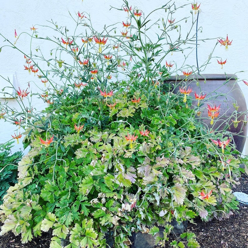 Serpentine Crimson Columbine Aquilegia Eximia seeds image 7