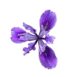 Iris Douglas | Graines d'iris douglasiana