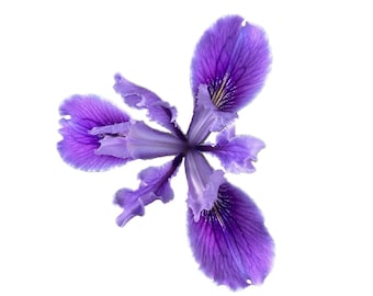 Douglas Iris | Iris douglasiana seeds