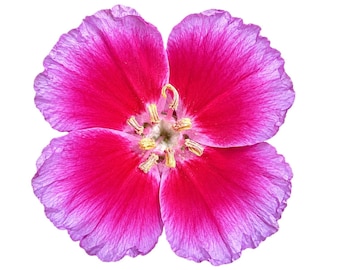 Clarkia Shamini | Clarkia rubicunda 'Shamini' seeds