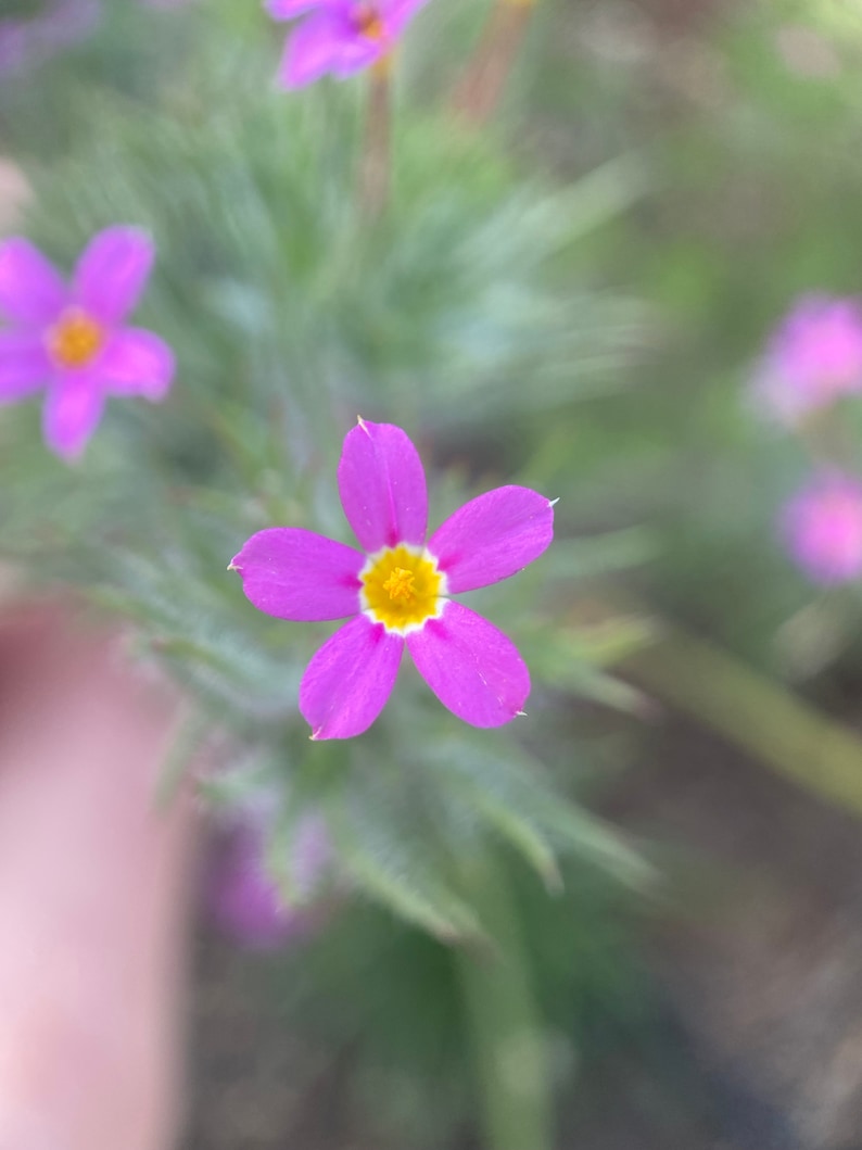 Whisker Brush seeds Leptosiphon ciliatus image 1