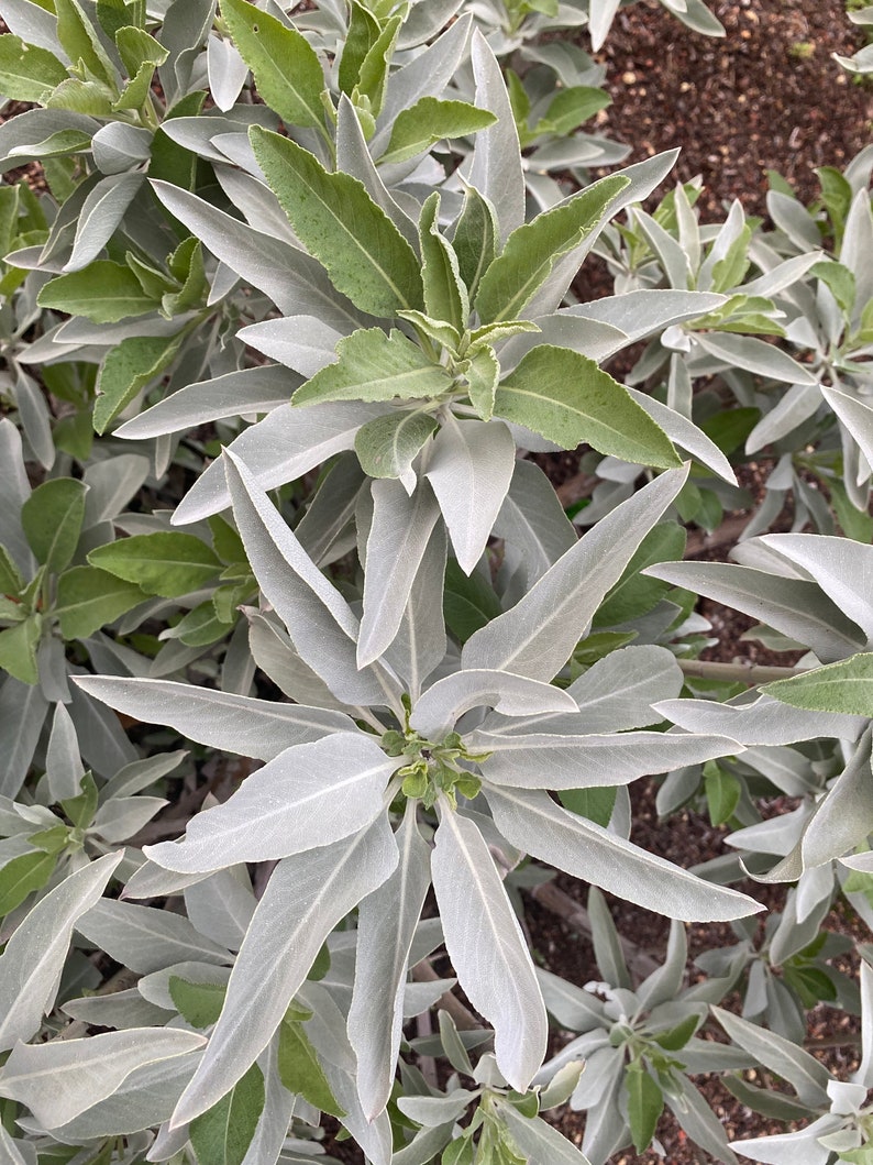 White Sage Salvia apiana seeds image 8