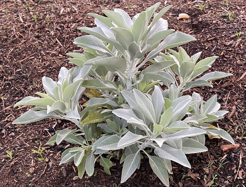 White Sage Salvia apiana seeds image 1