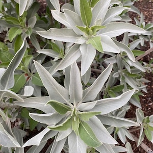 White Sage Salvia apiana seeds image 7