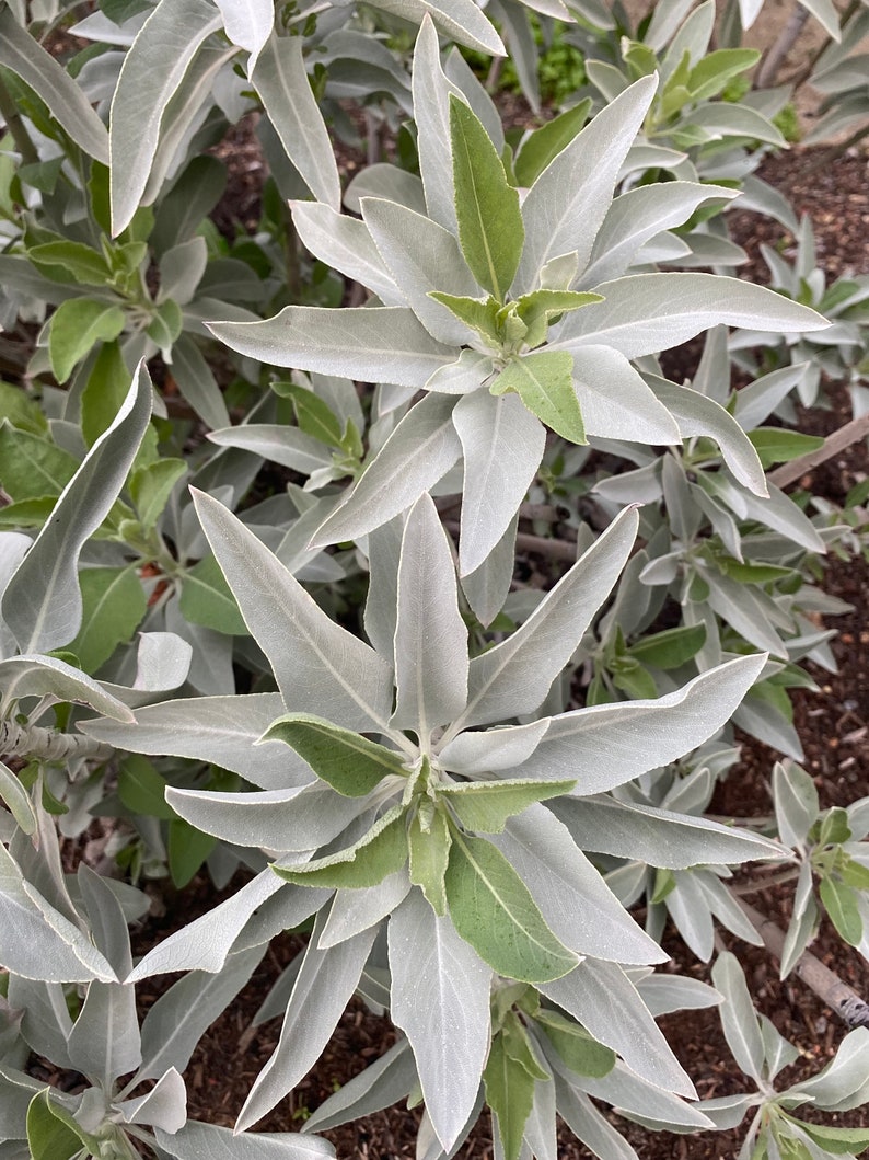 White Sage Salvia apiana seeds image 7