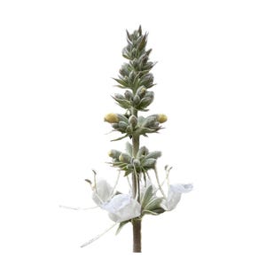 White Sage | Salvia apiana seeds