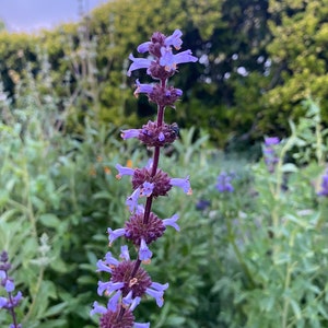 Munz's Sage Salvia munzii seeds image 3