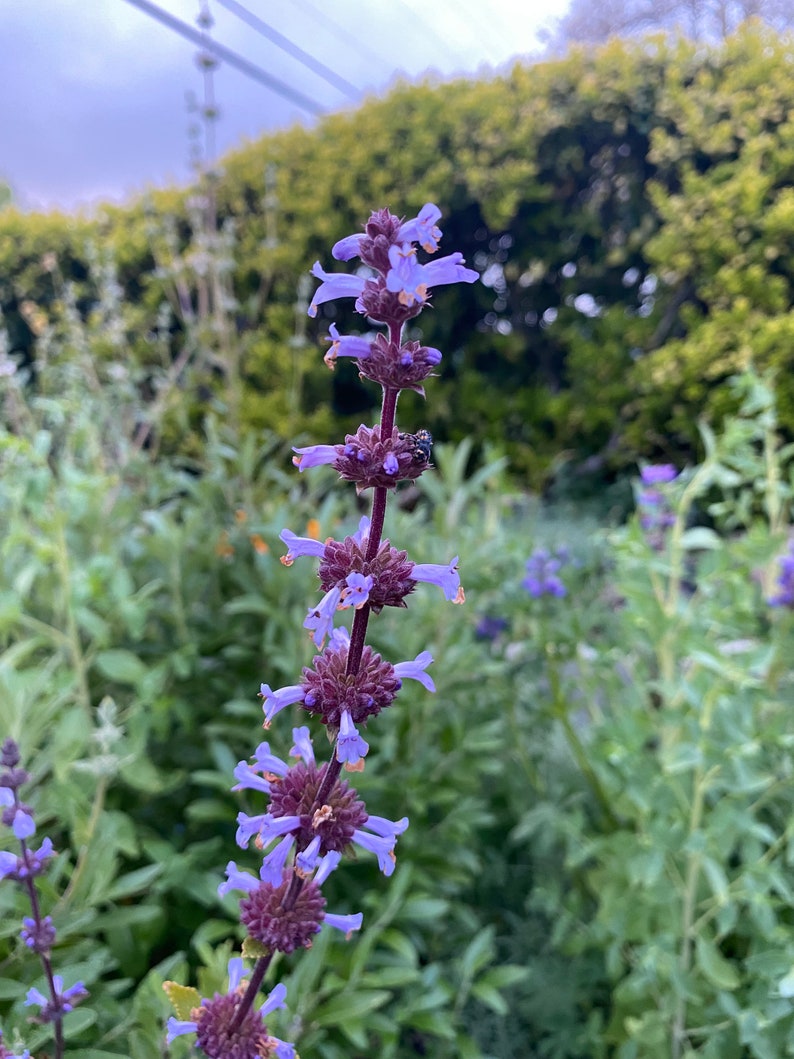 Munz's Sage Salvia munzii seeds image 3