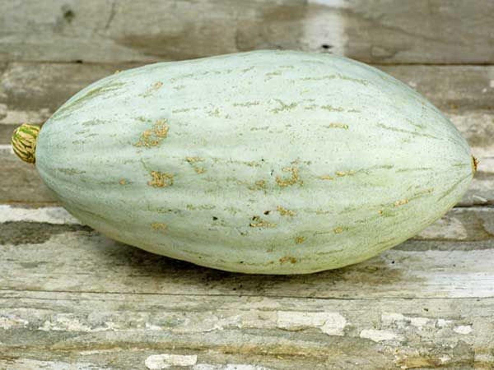 RARE Hopi Pale Gray Squash Seeds Etsy