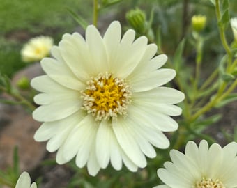 RARE: Pale-yellow Tidytips | Layia Heterotricha seeds