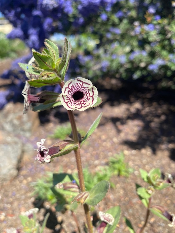 Calico Monkeyflower | Diplacus Pictus Seeds - Etsy