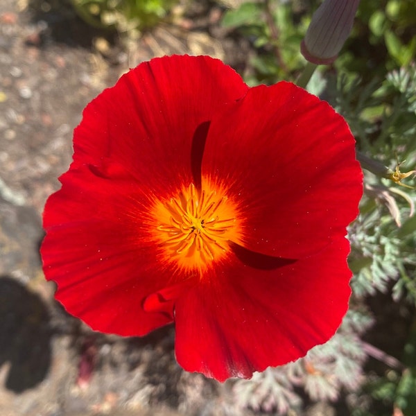 California Poppy "Red Chief" Seeds
