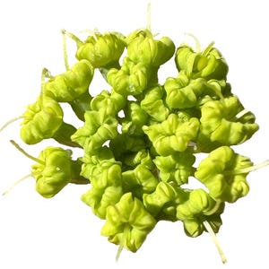 California Rock Parsnip | Lomatium californicum seeds