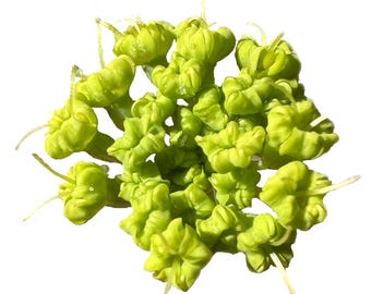 California Rock Parsnip | Lomatium californicum seeds