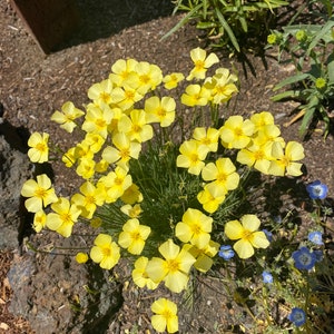 Tufted California Poppy Eschscholzia caespitosa seeds image 7