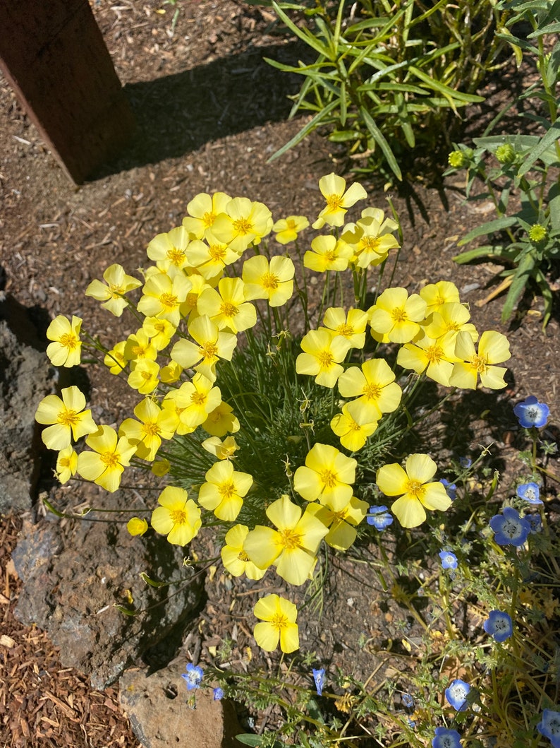 Tufted California Poppy Eschscholzia caespitosa seeds image 7