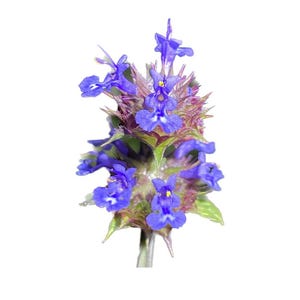 Golden Chia | Salvia Columbariae seeds