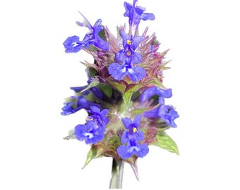Golden Chia | Salvia Columbariae seeds