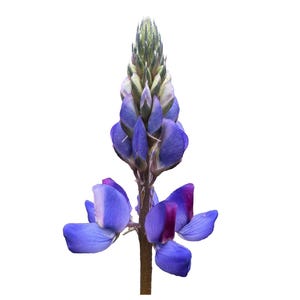 Arroyo Lupine | Lupinus succulentus seeds