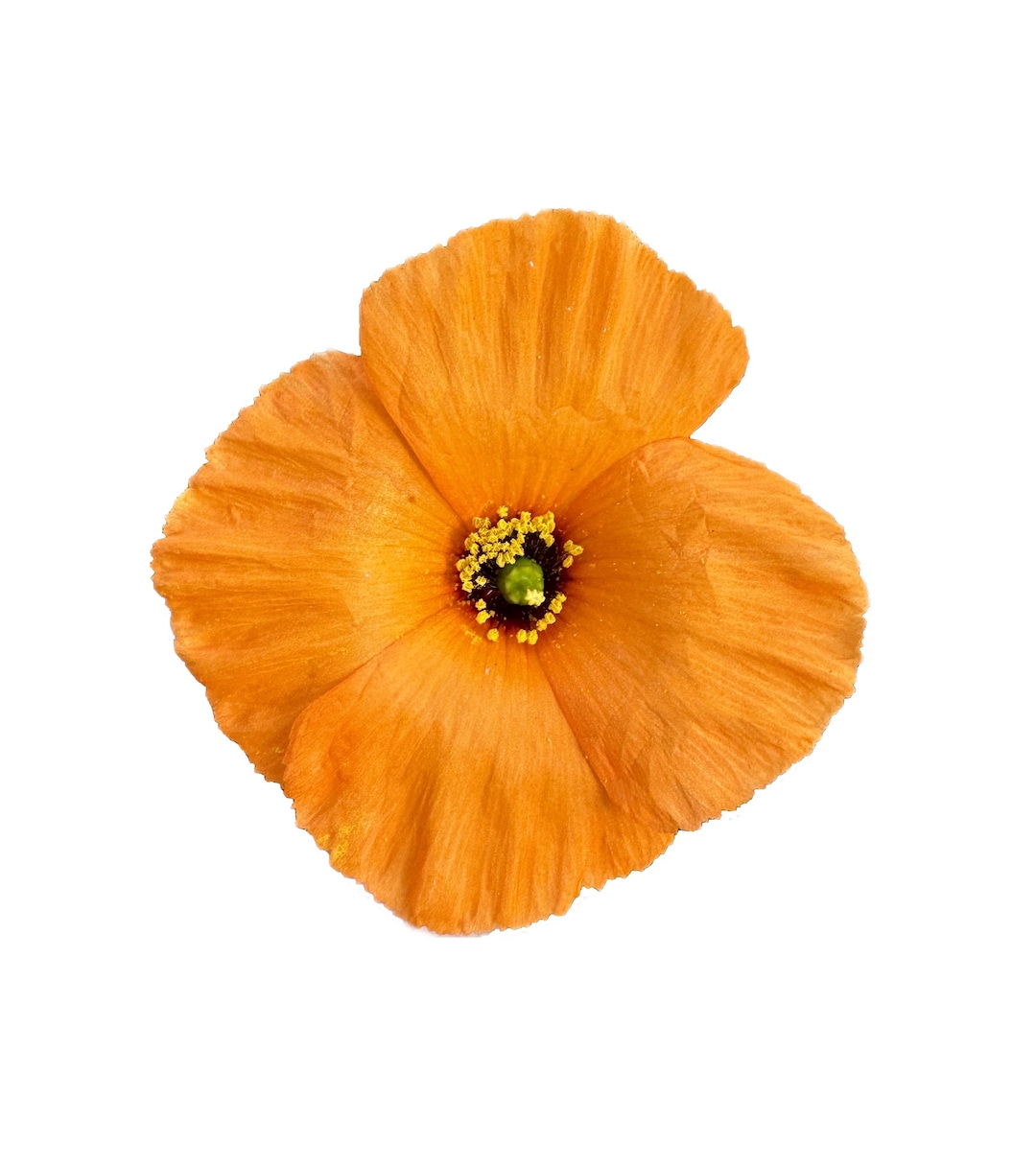 Wind Poppy | Papaver Heterophyllum Seeds - Etsy