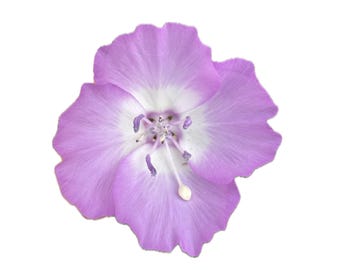 Punch Bowl Godetia | Clarkia bottae seeds