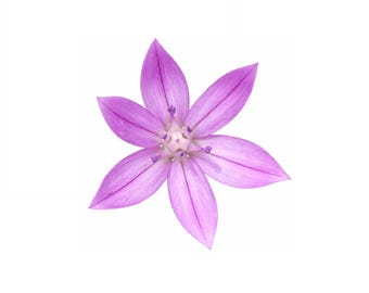 One Leaf Onion | Allium unifolium seeds